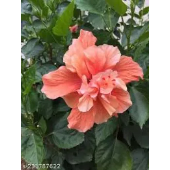 Lite Red Hibiscus Flowers 7a-hibiscus flower-6785040-34707.webp
